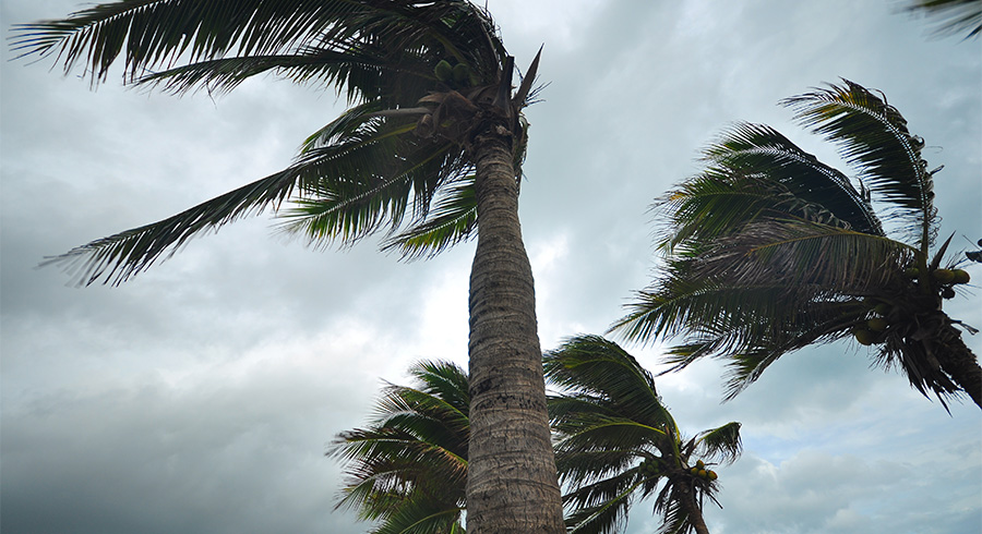 Palm trees in storm 